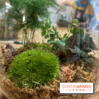 Boby la Plante