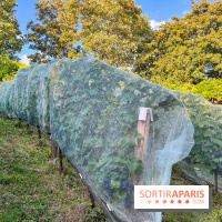 Vignes de Belleville - image00003