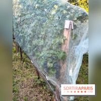 Vignes de Belleville - image00002