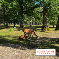 Espace Rambouillet - IMG 4425