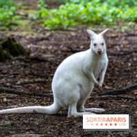 Le village de Janvry en Haute Vallée de Chevreuse  -  A7C0025