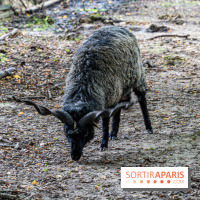 Le village de Janvry en Haute Vallée de Chevreuse  -  A7C9982