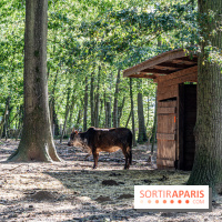 Le village de Janvry en Haute Vallée de Chevreuse  -  A7C0064