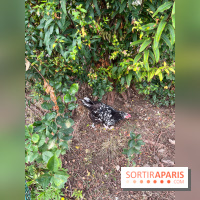 Le Grand Parc des Docks, à Saint-Ouen - image00229