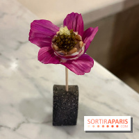 Tracé, Clément Vergeat - Fleur radis caviar