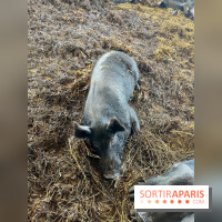 La Ferme des 4 Etoiles à Auffargis - image00024