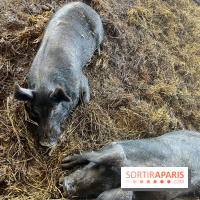 La Ferme des 4 Etoiles à Auffargis - image00025