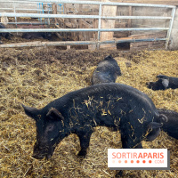 La Ferme des 4 Etoiles à Auffargis - image00027