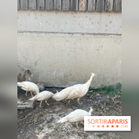 La Ferme des 4 Etoiles à Auffargis - image00014