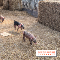 La Ferme des 4 Etoiles à Auffargis - image00016