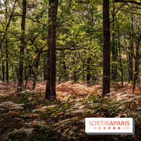 Le sentier des Maréchaux à Senlisse - Vallée de Chevreuse -  A7C2465