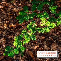 Le sentier des Maréchaux à Senlisse - Vallée de Chevreuse -  feuilles