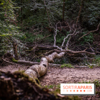 Le sentier des Maréchaux à Senlisse - Vallée de Chevreuse -  A7C2568