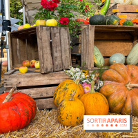 Automne au Potager du Roi - Citrouilles - Halloween