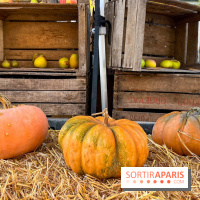Automne au Potager du Roi - Citrouilles - Halloween