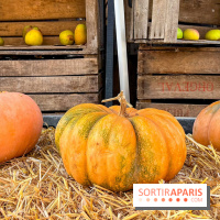 Automne au Potager du Roi - Citrouilles - Halloween