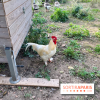 La ferme pédagogique du parc des Chanteraines