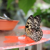 La serre aux papillons