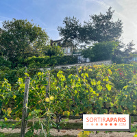 Vignes Montmartre