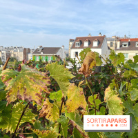 Vignes Montmartre