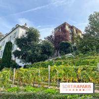 Vignes Montmartre