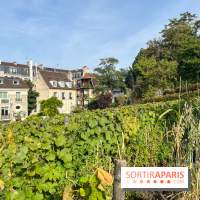 Vignes Montmartre