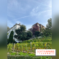 Vignes Montmartre