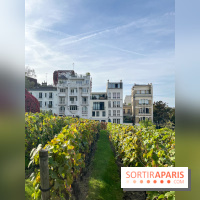 Vignes Montmartre