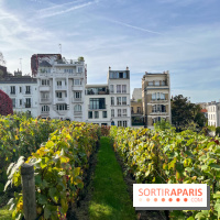 Vignes Montmartre