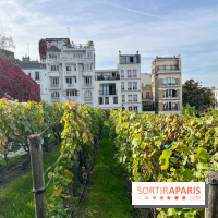 Vignes Montmartre