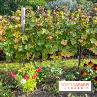 Vignes Montmartre