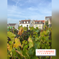 Vignes Montmartre