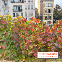 Vignes Montmartre