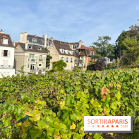 Vignes Montmartre - image00016