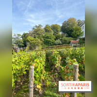 Vignes Montmartre