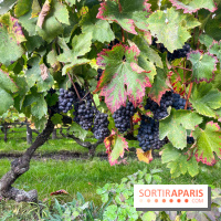 Vignes Montmartre - image00008