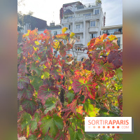 Vignes Montmartre