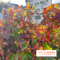 Vignes Montmartre