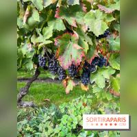 Vignes Montmartre