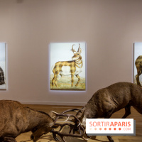 Sean Landers, les photos de son expo au Musée de la Chasse et de la Nature