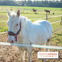 La Prairie The Oasis House chevaux