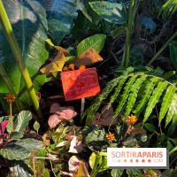 Automne Tropical 2023