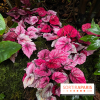 Automne Tropical 2023