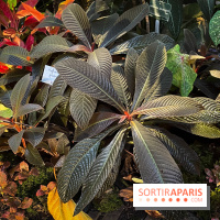 Automne Tropical 2023