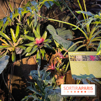 Automne Tropical 2023