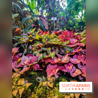 Automne Tropical 2023