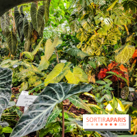 Automne Tropical 2023