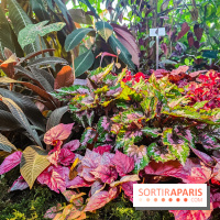 Automne Tropical 2023