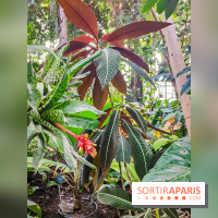 Automne Tropical 2023