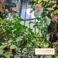 Automne Tropical 2023